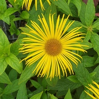 Inula hookeri 